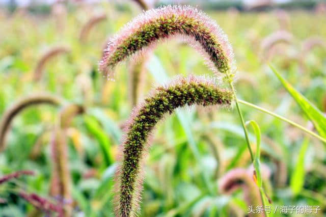 《远芳侵古道，晴翠接荒城》毛毛草《微》