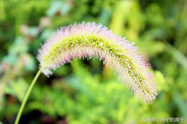 《远芳侵古道，晴翠接荒城》毛毛草《微》