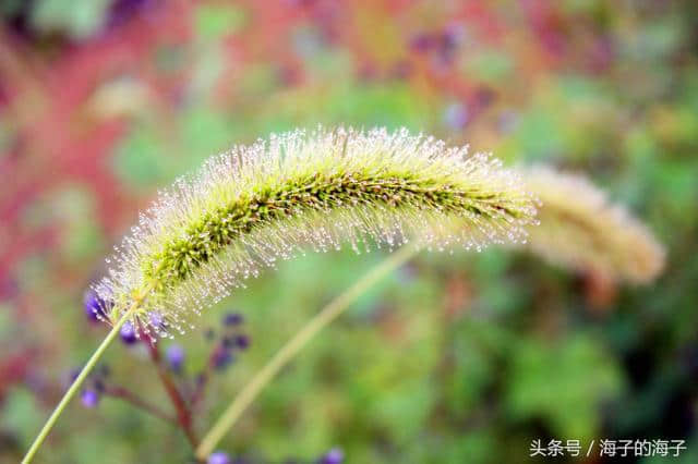 《远芳侵古道，晴翠接荒城》毛毛草《微》