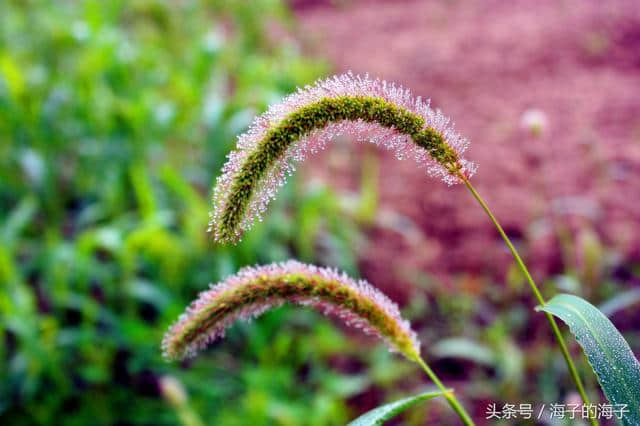 《远芳侵古道，晴翠接荒城》毛毛草《微》