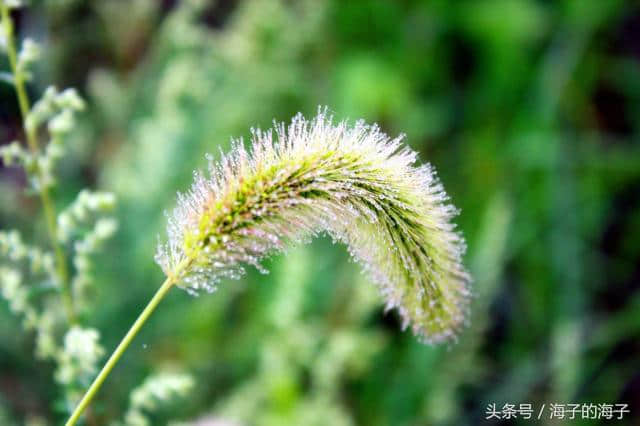 《远芳侵古道，晴翠接荒城》毛毛草《微》