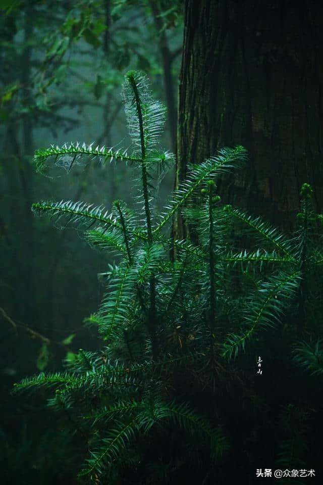 山涧·清幽 月出惊山鸟，时鸣春涧中