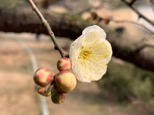 原创：惊蛰时节，赏青岛百花苑里的绿萼梅