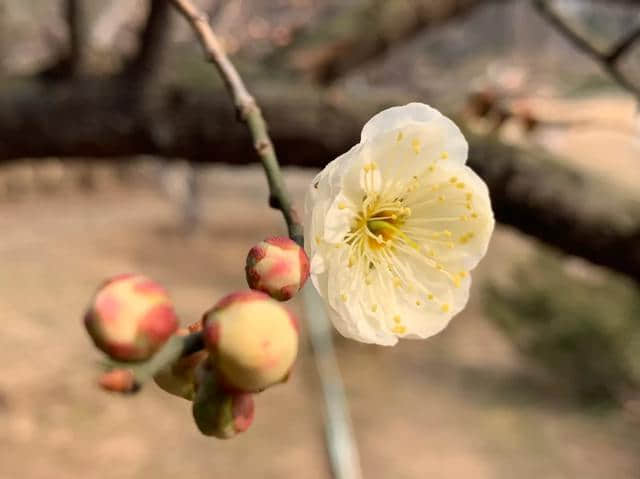 原创：惊蛰时节，赏青岛百花苑里的绿萼梅