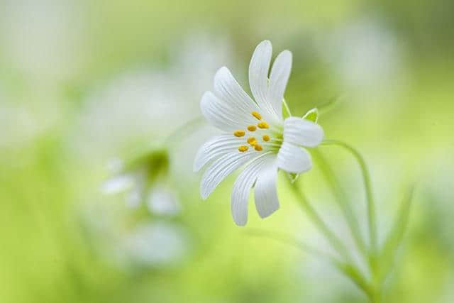 百花酿蜜甜，桃李天下知。教师节诗词 8 首