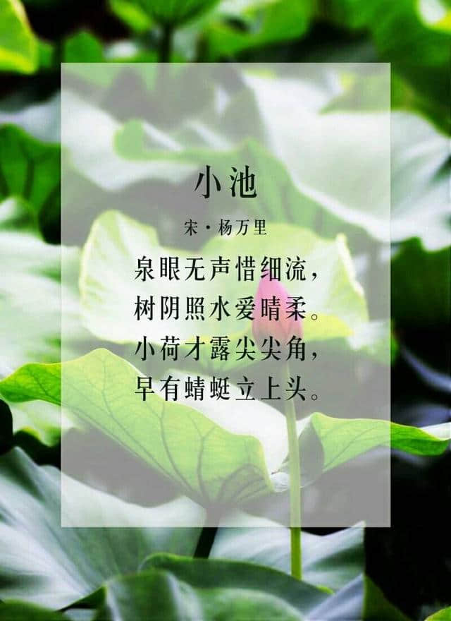 六月莲花开，九首关于莲花的诗词，分享给大家