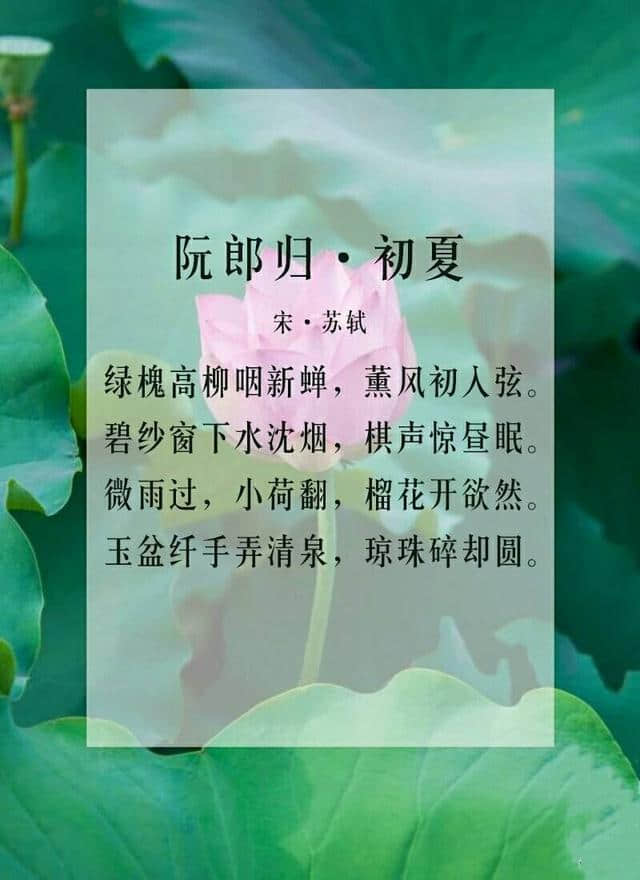 六月莲花开，九首关于莲花的诗词，分享给大家