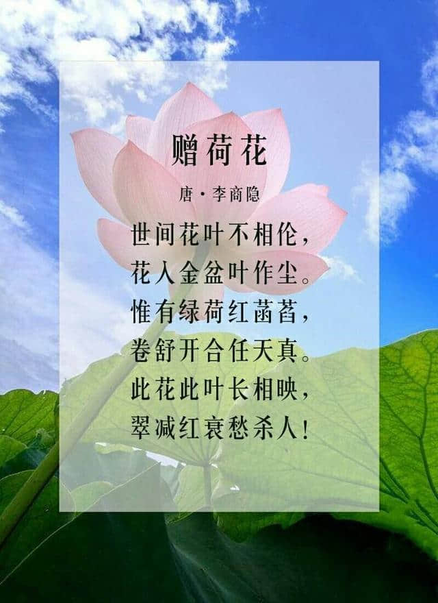 六月莲花开，九首关于莲花的诗词，分享给大家