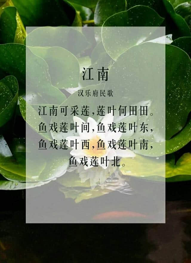 六月莲花开，九首关于莲花的诗词，分享给大家