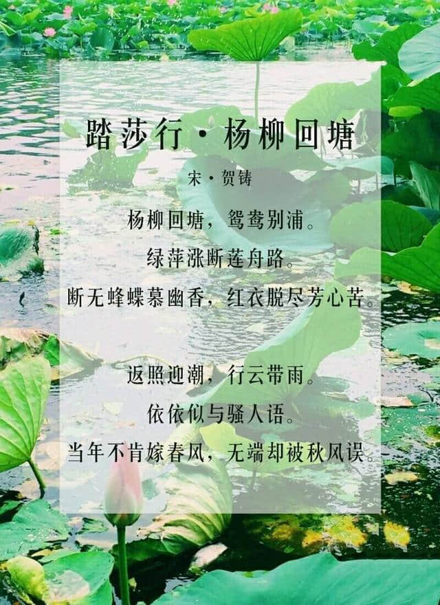 六月莲花开，九首关于莲花的诗词，分享给大家