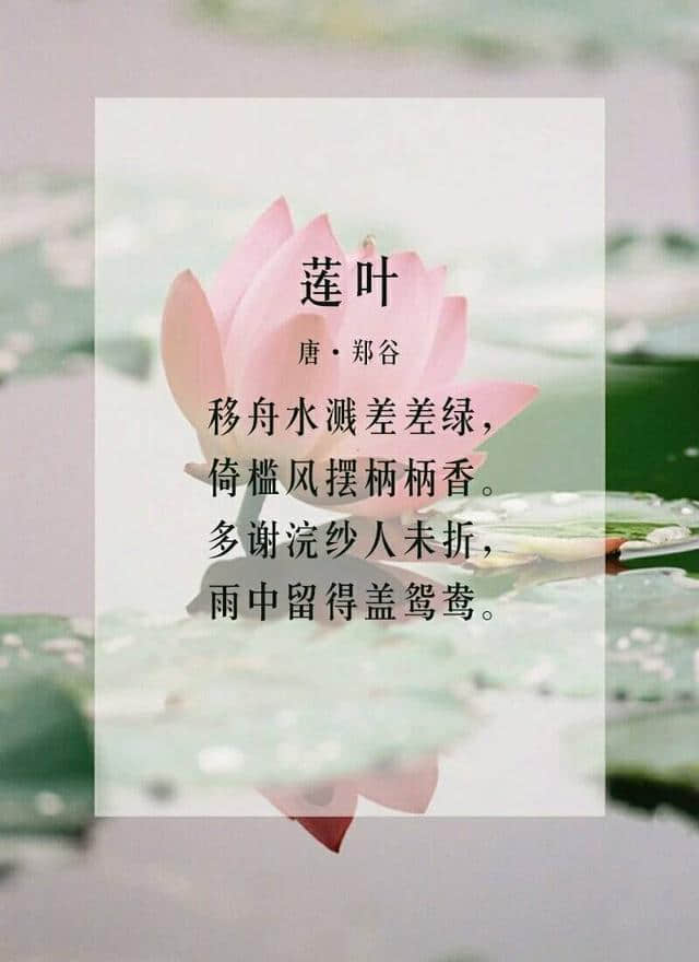 六月莲花开，九首关于莲花的诗词，分享给大家