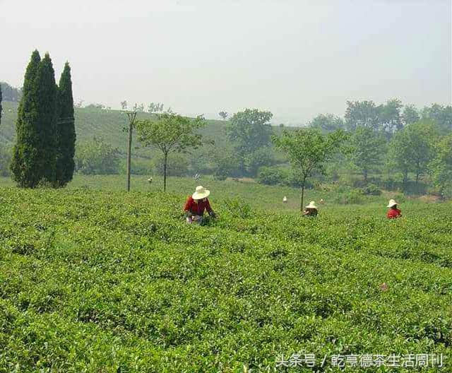 茶香中国——绿杨春