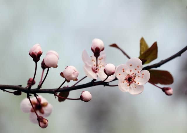 以“乱花渐欲迷人眼”为意，限韵字（三、潭、贪）题绝，附点评