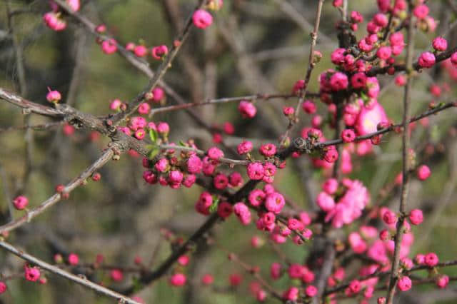 以“乱花渐欲迷人眼”为意，限韵字（三、潭、贪）题绝，附点评