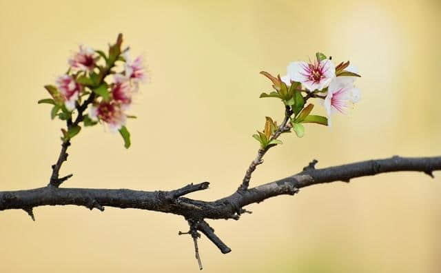 以“乱花渐欲迷人眼”为意，限韵字（三、潭、贪）题绝，附点评