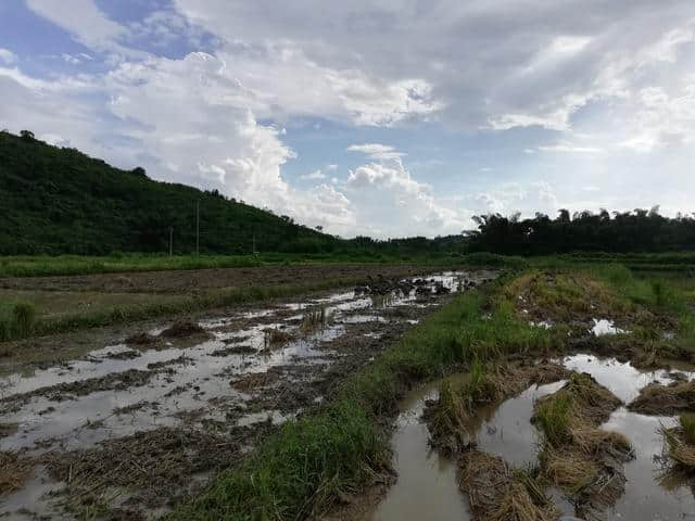 一稻两鸭的极品绿头鸭，还未出栏就被订购一空