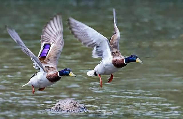 【富蕴物种】“野鸭湖”可可苏里的“当家花旦”——绿头鸭