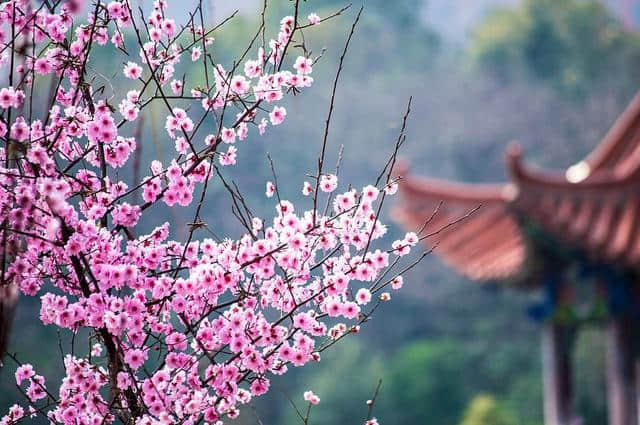 十一首，“北方文雄”元好问，下笔用俗为雅，变故为新