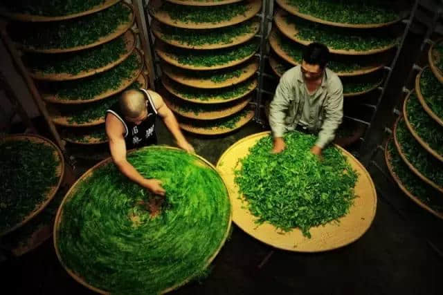 「扬州故事」有一种茶叫绿杨春