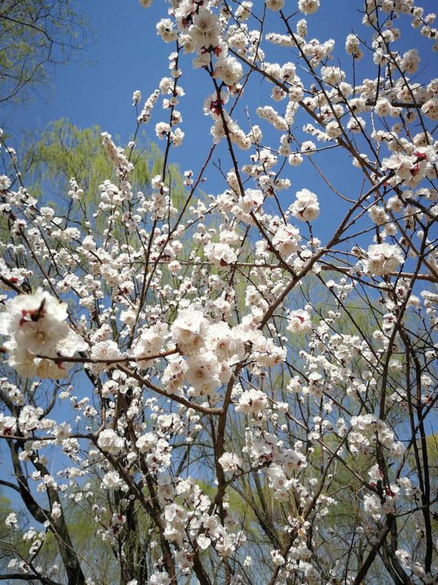 又是一年赏花季，乱花渐欲迷人眼（原创）