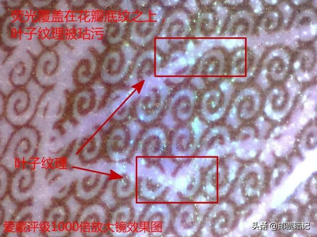 假绿牡丹首次曝光，如何辨真假？