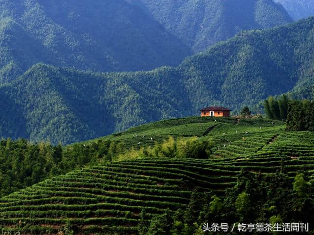 茶香中国——江山绿牡丹