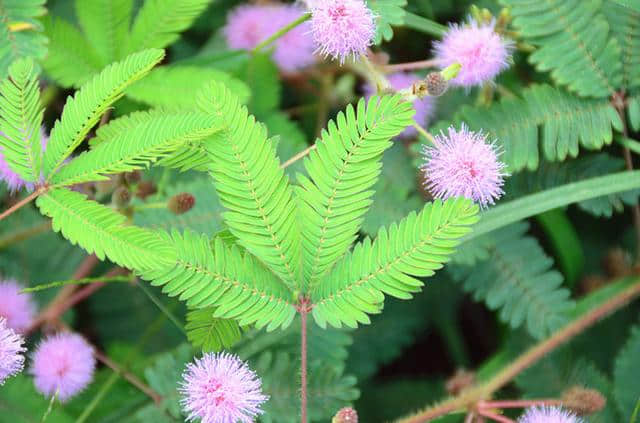 「百姓身边的草本花卉」系列三：含羞草、红花酢浆草、火炬花、玉簪