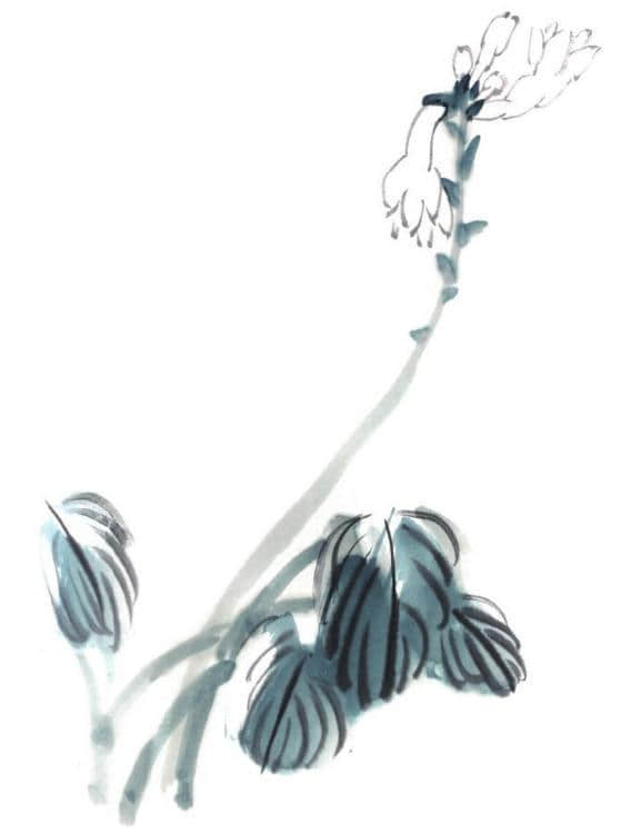 玉簪花的基本画法与创作画法