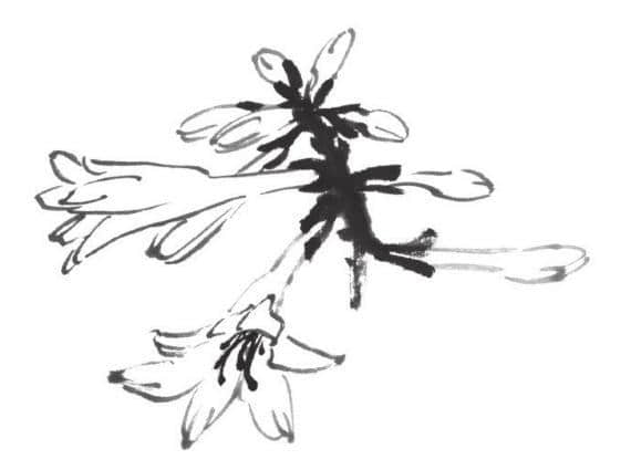 玉簪花的基本画法与创作画法