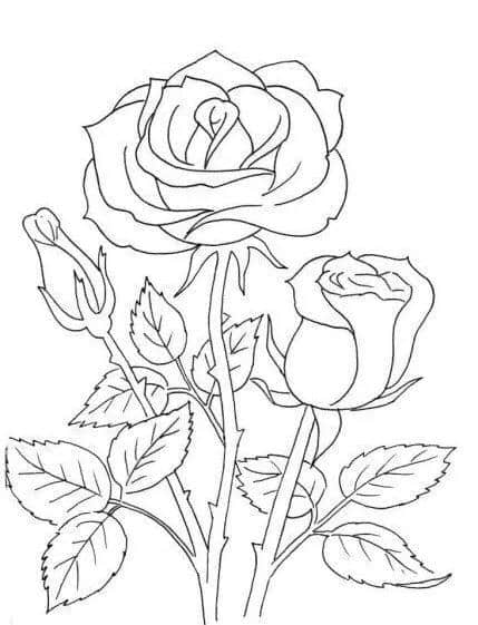 荷花，玫瑰花和菊花高清线稿资料，拿去用