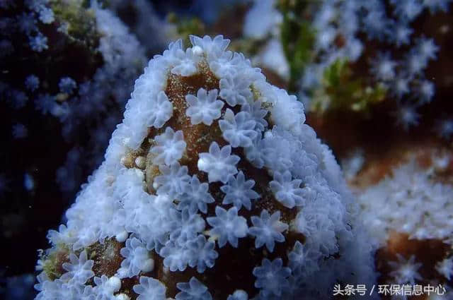 公民科学家 潜水不只为赏景 累积9年台湾海洋资料的珊瑚礁体检