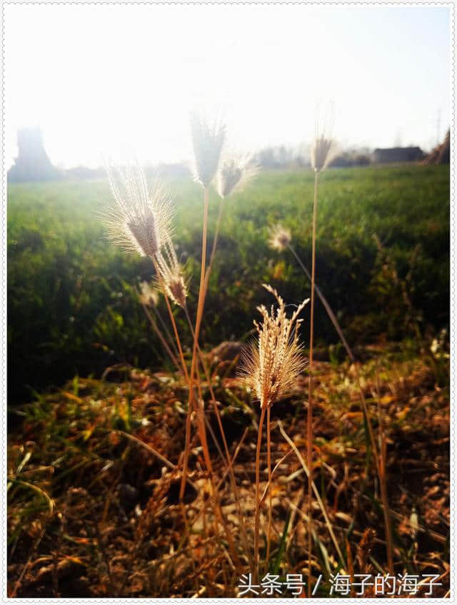 《远芳侵古道，晴翠接荒城》北方初冬之《萋萋草》