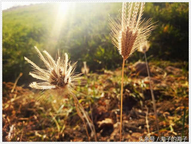 《远芳侵古道，晴翠接荒城》北方初冬之《萋萋草》