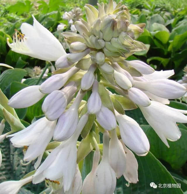 北京植物园玉簪品种赏析