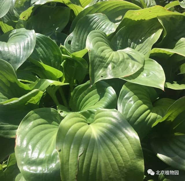 北京植物园玉簪品种赏析