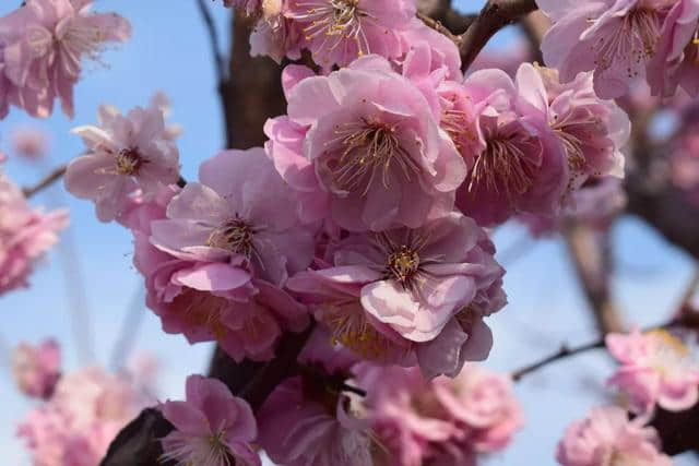 玉泉山10万株樱花盛开！从太原出发自驾半小时，公交1小时！