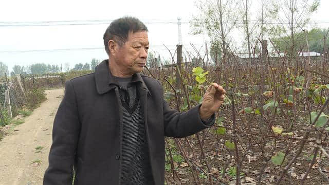 鲁山县张平洋：依托葡萄种植 带领乡邻共致富