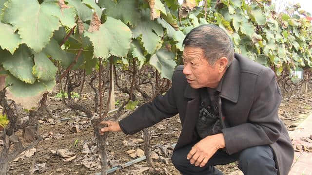 鲁山县张平洋：依托葡萄种植 带领乡邻共致富