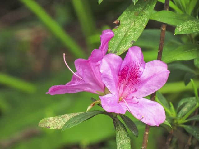 想要“杜鹃花”枝繁叶茂、花开满枝？这些栽种经验要知道