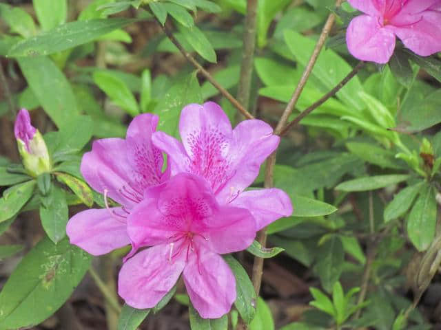 想要“杜鹃花”枝繁叶茂、花开满枝？这些栽种经验要知道