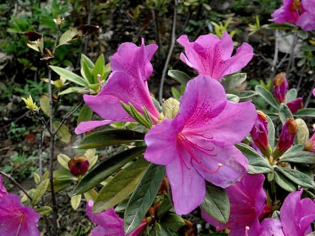 想要“杜鹃花”枝繁叶茂、花开满枝？这些栽种经验要知道