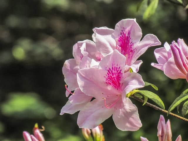 想要“杜鹃花”枝繁叶茂、花开满枝？这些栽种经验要知道