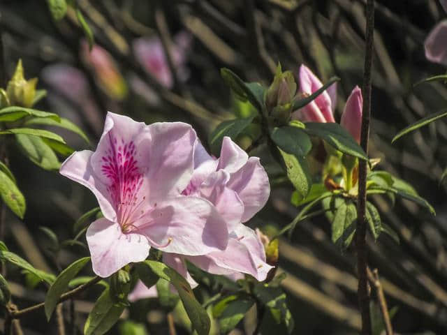 想要“杜鹃花”枝繁叶茂、花开满枝？这些栽种经验要知道