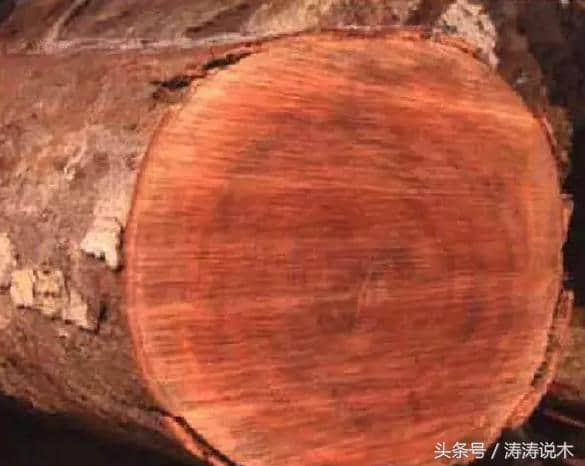 「识木」木材龙脑香 Dipterocarpus spp简介