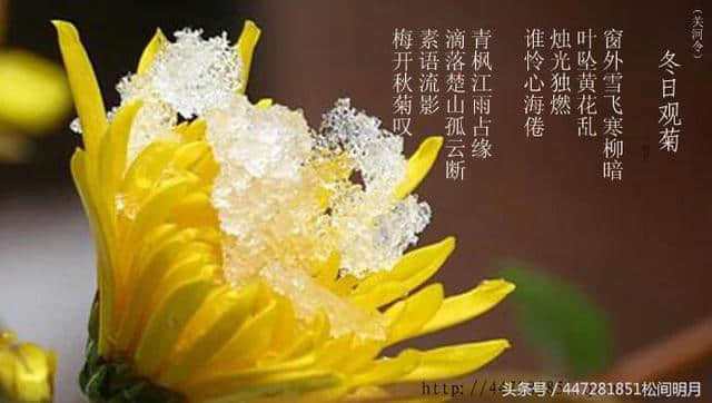「关河令」冬日观菊